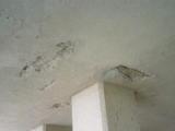 hirahuku110112.jpg